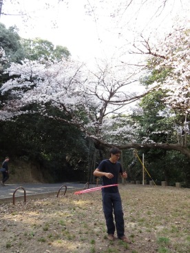Hooping under cherry blossoms in Hijiyama park, Hiroshima