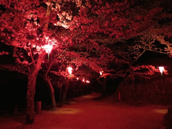 Night time cherry blossom viewing, Miyajima
